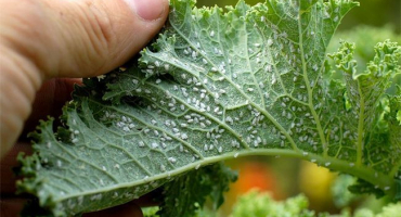 Jak bojovat a zbavit se mšic na jabloni, jaké lidové prostředky pomohou a jak zpracovat během kvetení